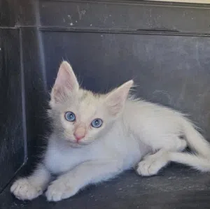 Cats for adoption