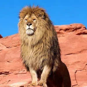 رياض ابوزينة