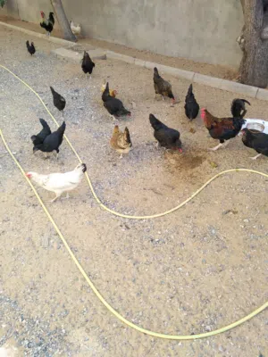 دجاج عربي محضن و انتاج