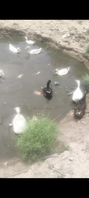 بشوش عاديه بياضات