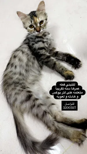 للتبني قطه