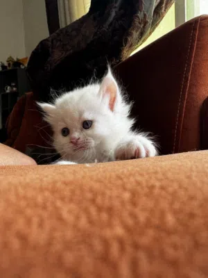 Beautiful Kittens 20 ro