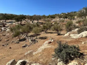 Mixed Use Land for Sale in Zarqa Al-Alouk