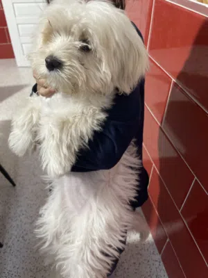 جروة كانيش بيجو العمر 4 أشهر