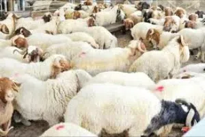 لحام جزار ذبح جميع الاضاحي متنقل في المنزل عيد الاضحى