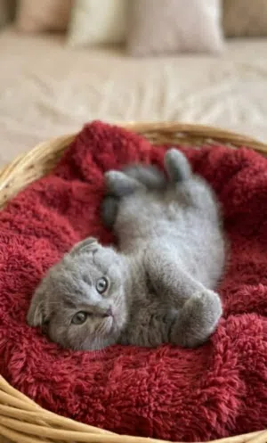 قط سكوتش للبيع