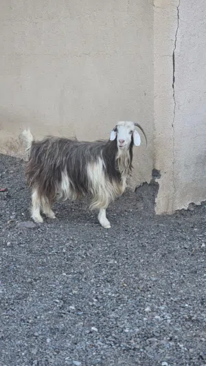 للبيع شاه رحبيه