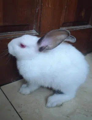 للبيع 3 أرانب الليفين / For sale: 3 Levin rabbits