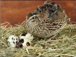 بيض فر (سمان )مخصب للفقاسات والمائدة