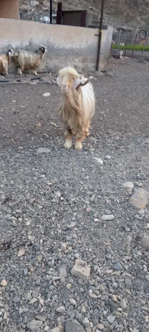 تيس للبيييع من حلال رحوب معرف