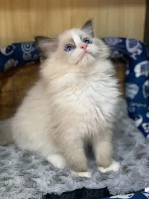 Female Ragdoll Kittens – 3 Months old