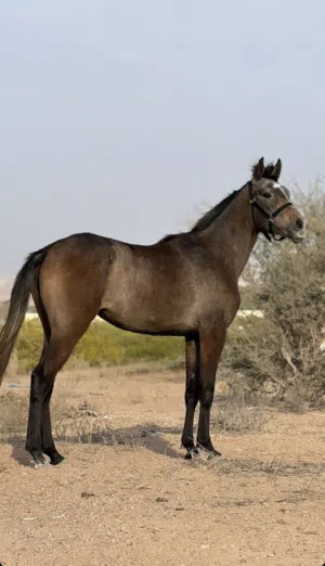 مهره طيبه للبيع بنت مطر بن منجز