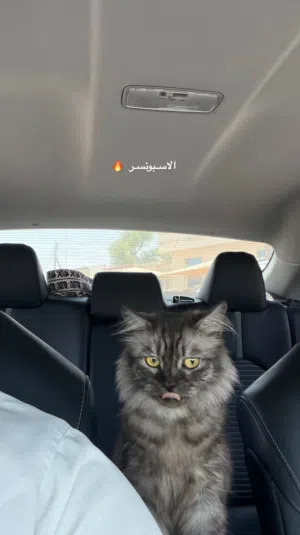 قطه شرازية 25 ريال بيعه مستعجله