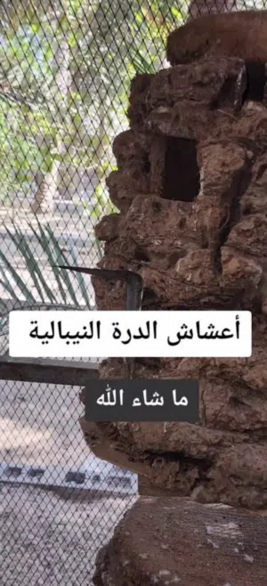 السلام عليكم مطلوب جذع نخله للدره النيبالي الي يندل او عنده يراسلني خاص وكووت ممنون منه