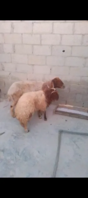Sheep1