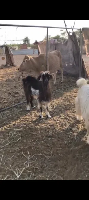 للبيع عنز جروز اقرا الوصف