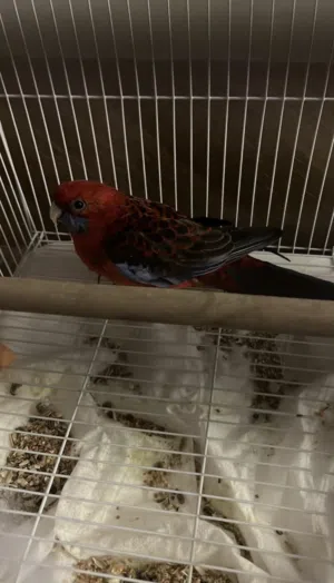 بغبغاء استرالي روزاليا الحمراء او بما يسمى طائر عنقاء