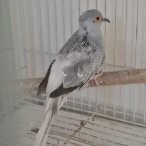 diamond dove