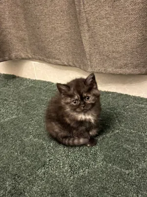 Playful [Scottish-British short hair] Kitten – Fully Weaned & Litter Box Trained