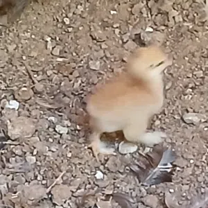 فلوس برهما. سلمون. بلو.