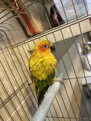 صن كنيور  Sun Conure