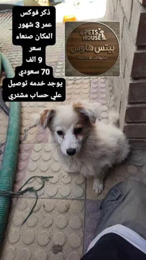 كلب مالتيز