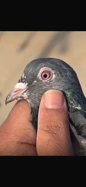 حمام بكستاني ازواج