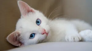 white Persian cat