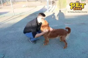 تدريب جميع انواع الكلاب..طاعه وحراسه