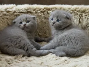 Scottish fold & British shorthair lilac, light gray