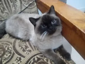 Male Himalayan cat