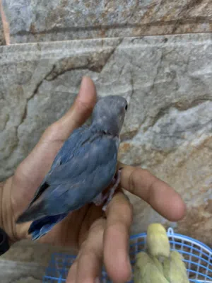 فروخ روز للبيع