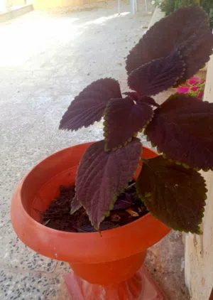 نبات زينة 