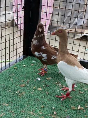 فحل طبشري احمر ويهوديه