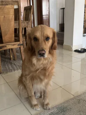 Golden retriever for adoption