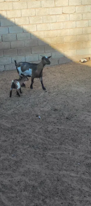 عنز للبيع...
