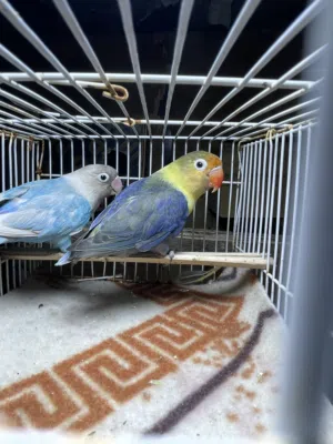متاح اربع زواج غندوره بزارات شرط الوان حلوه