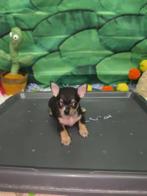 teacup chihuahua