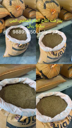 بذر قت أنتاج العام الماضي