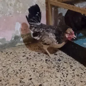 متاح دجاجه فركه حالين بياضه دجاجه حلوه وصحه خير من الله