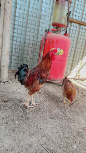 للبيع ديج و 3 دجاجات
