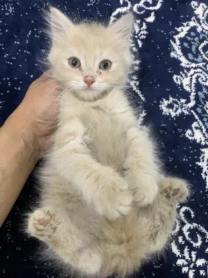للبيع قطط كيتن العمر شهرين
