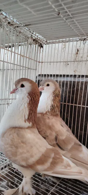 حمام شيرازي