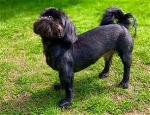 كلب شيرزو البيور