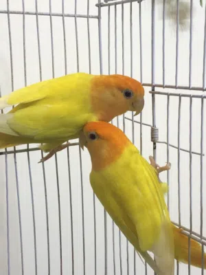 كوبيه اورنج للبيع