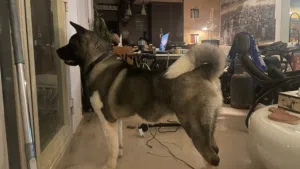 American Akita