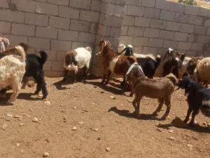 جديان للبيع