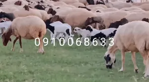 ‏غنم‏2
