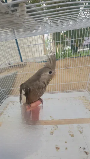 طير كوكتيل فرخ شبه مفطوم و متعود على اليد