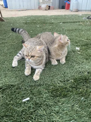 قط نثيه وذكر